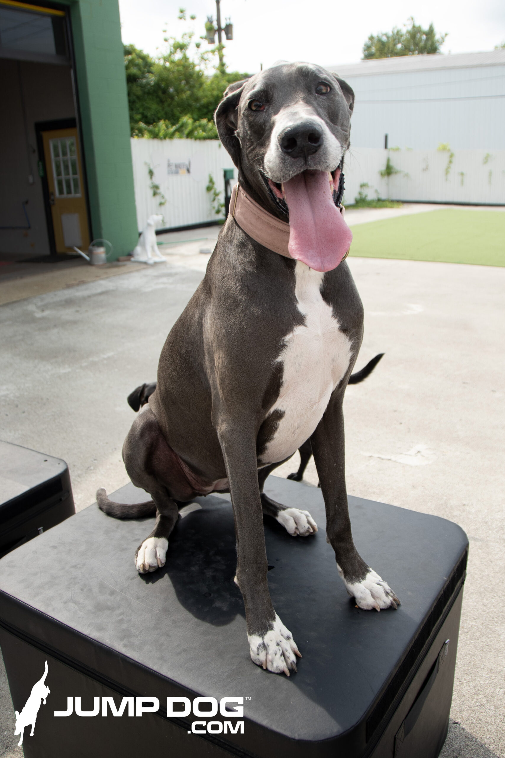 JumpBoxes_Lilly - Jump Dog