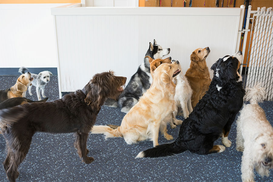 Jump Dog™ Sport & Play Flooring - Jump Dog Jump Dog™ Sport & Play Flooring