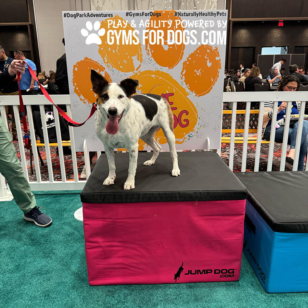 Jump Dog - Jump Training Agility Box Set - Image 9