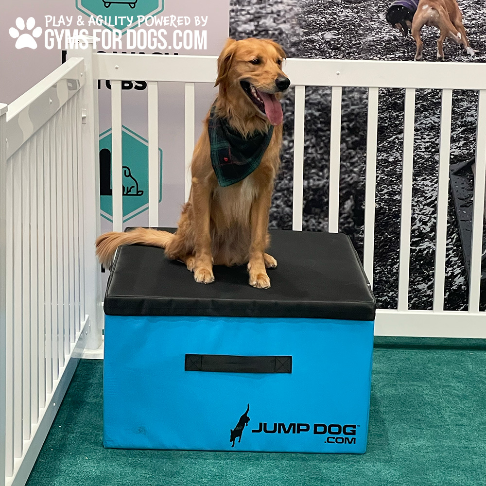 Jump Dog - Jump Training Agility Box Set - Image 61