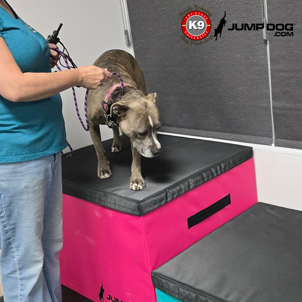 Jump Dog - Jump Training Agility Box Set - Image 58