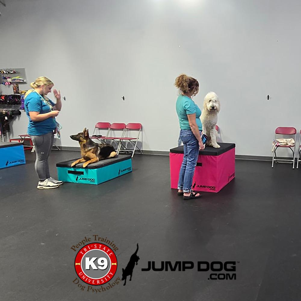 Jump Dog - Jump Training Agility Box Set - Image 56