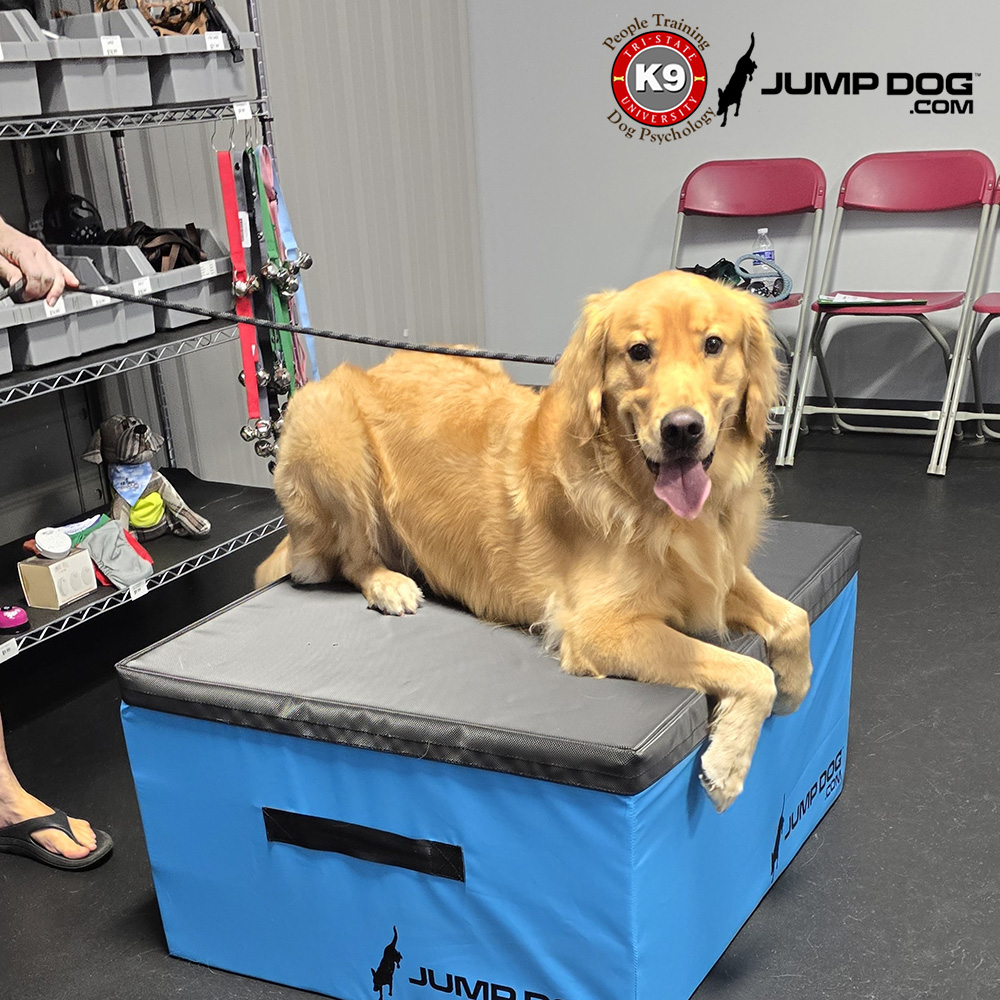 Jump Dog - Jump Training Agility Box Set - Image 55