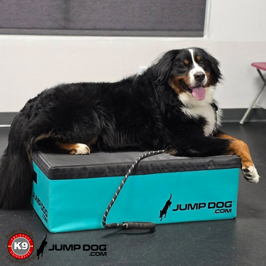 Jump Dog - Jump Training Agility Box Set - Image 54
