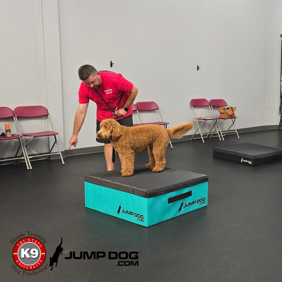 Jump Dog - Jump Training Agility Box Set - Image 53