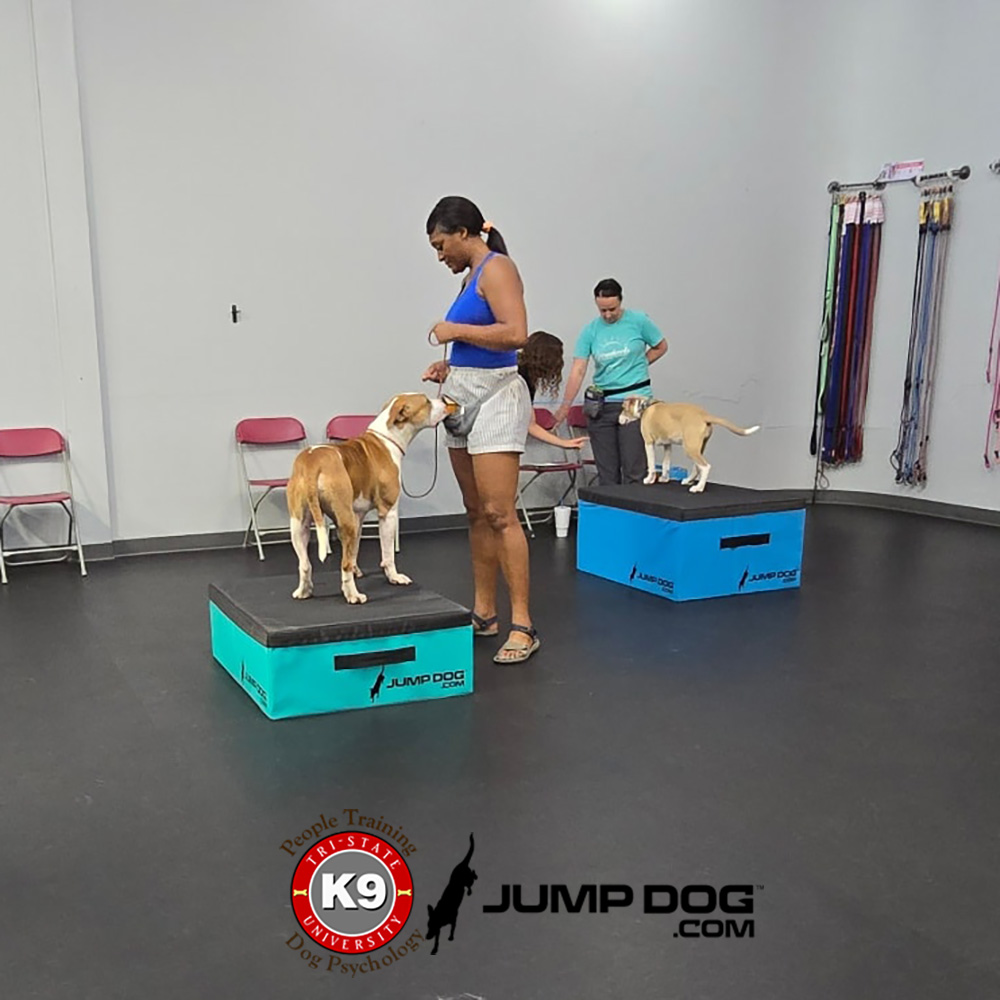 Jump Dog - Jump Training Agility Box Set - Image 52