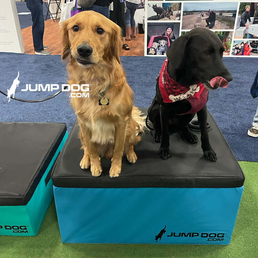 Jump Dog - Jump Training Agility Box Set - Image 46