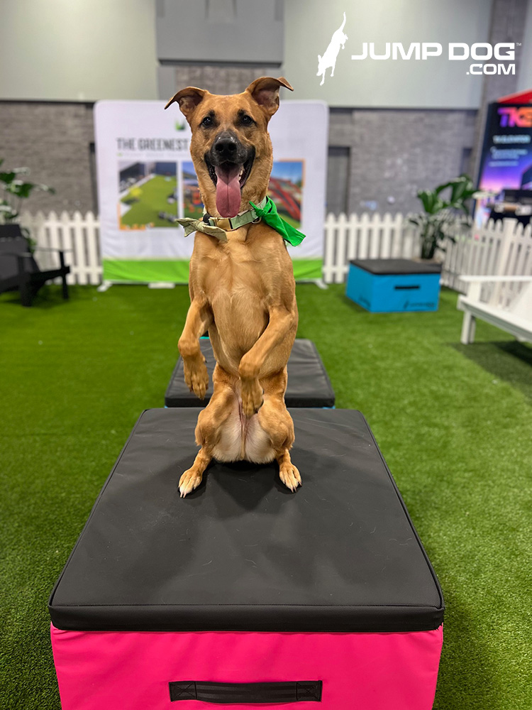 Jump Dog - Jump Training Agility Box Set - Image 44