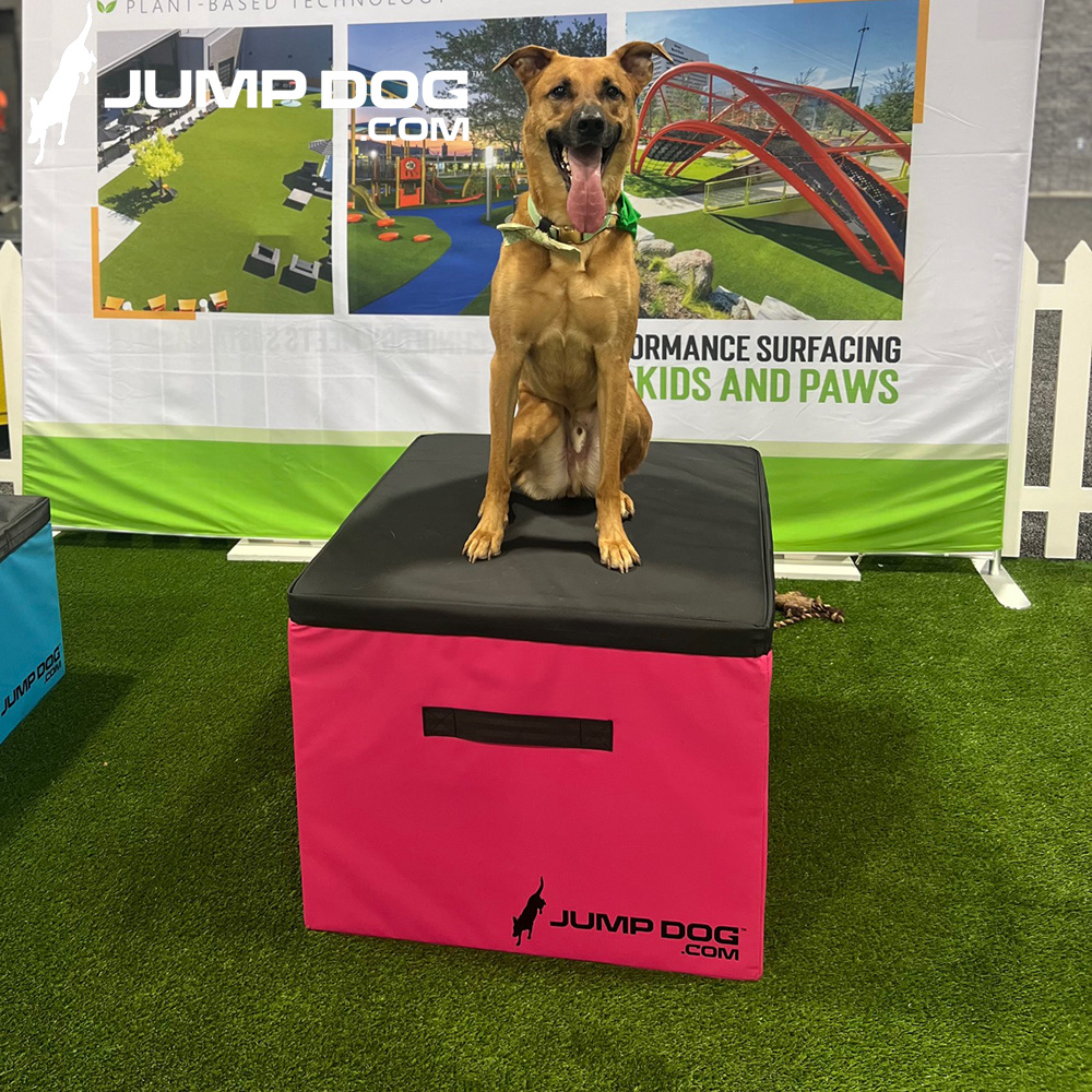 Jump Dog - Jump Training Agility Box Set - Image 42