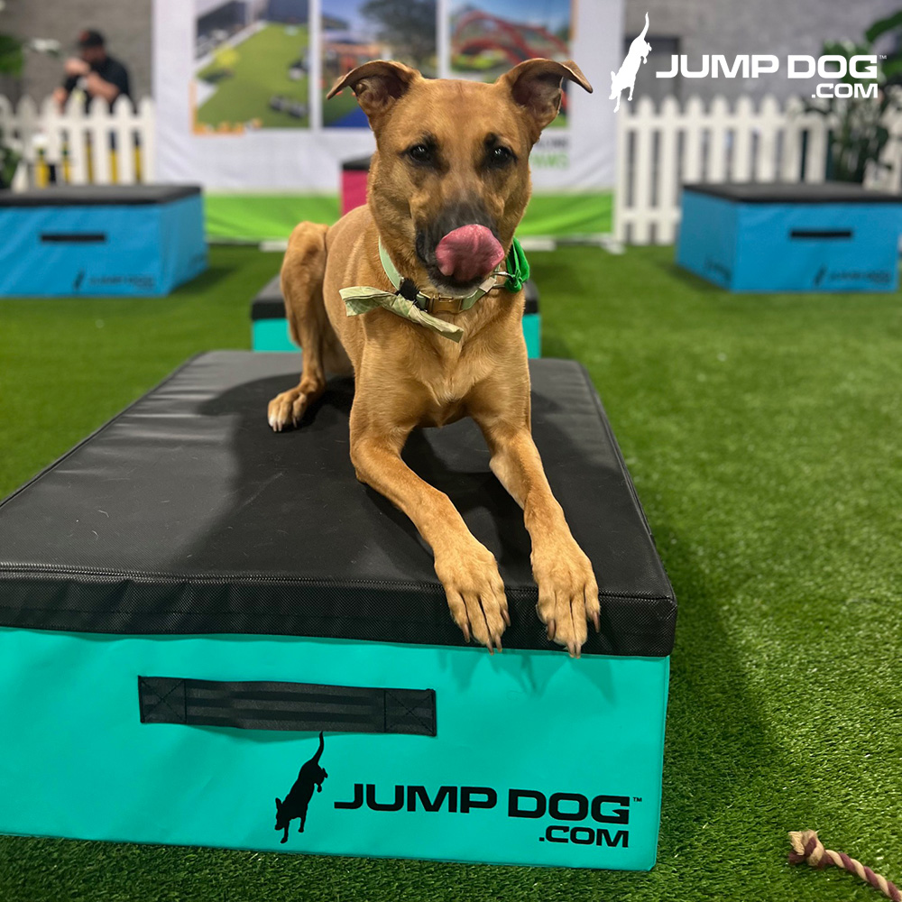 Jump Dog - Jump Training Agility Box Set - Image 41