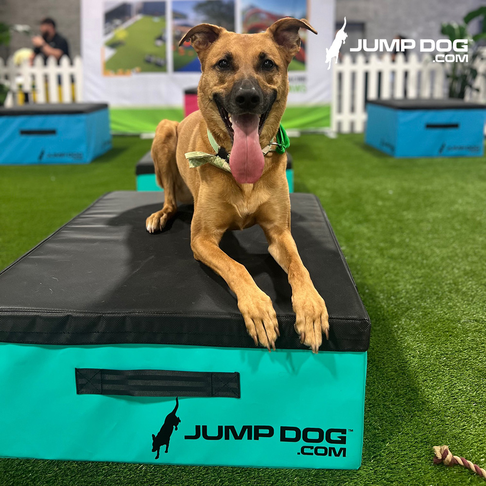 Jump Dog - Jump Training Agility Box Set - Image 40