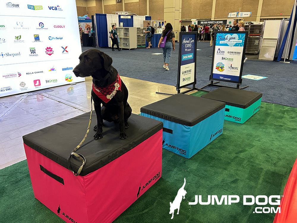 Jump Dog - Jump Training Agility Box Set - Image 39
