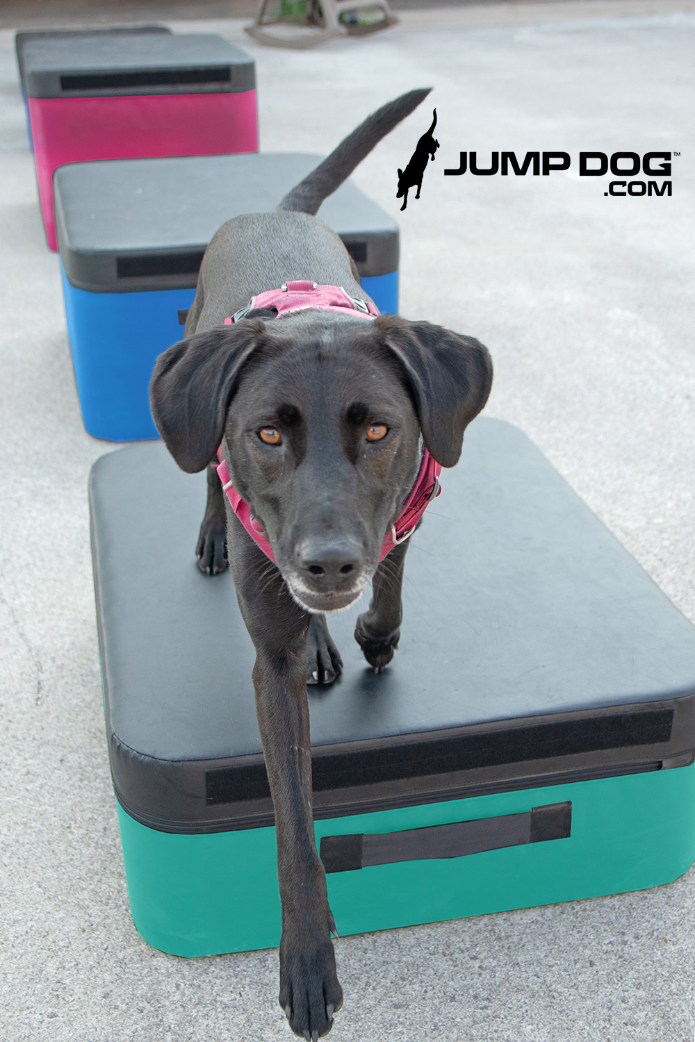 Jump Dog - Jump Training Agility Box Set - Image 24