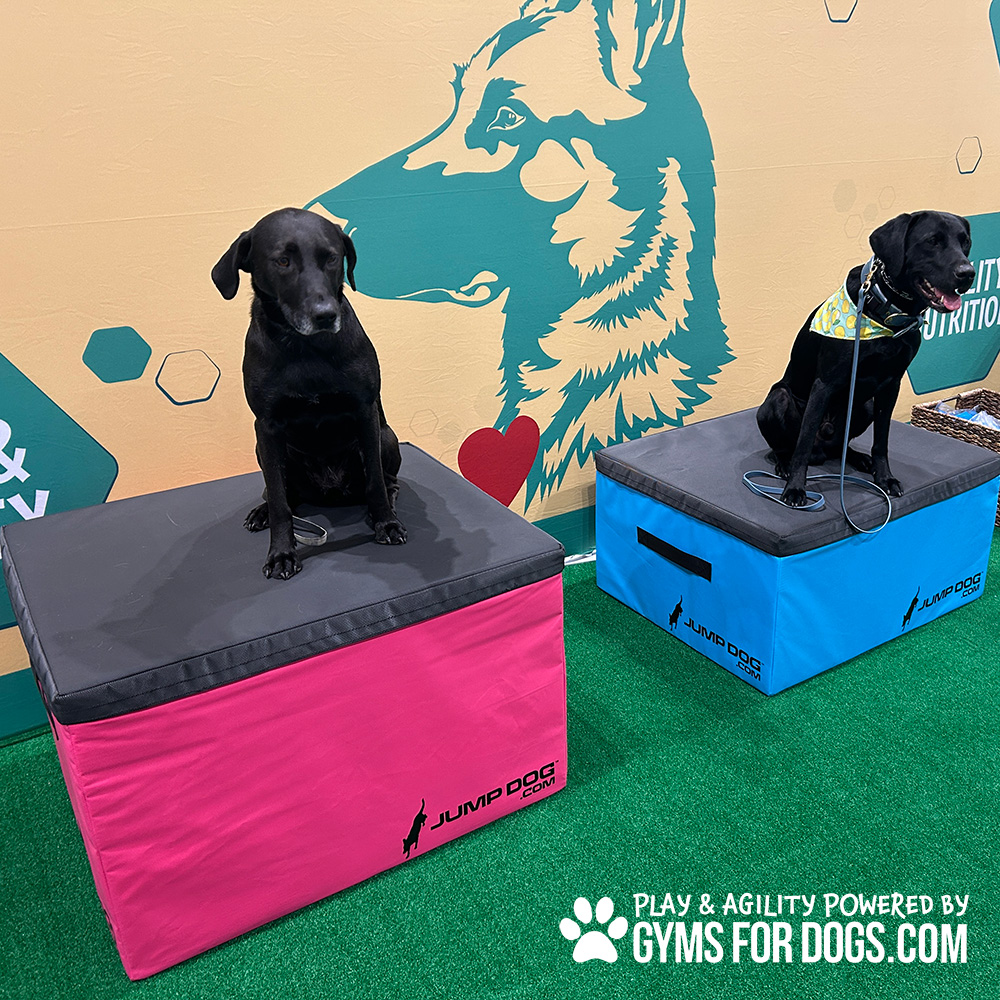 Jump Dog - Jump Training Agility Box Set - Image 20