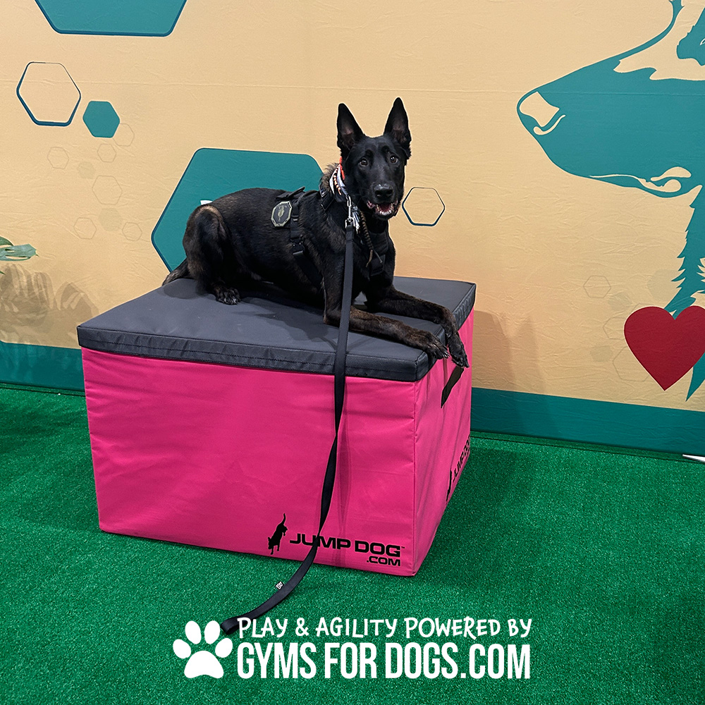 Jump Dog - Jump Training Agility Box Set - Image 19