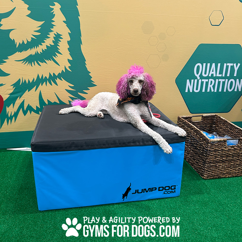 Jump Dog - Jump Training Agility Box Set - Image 18