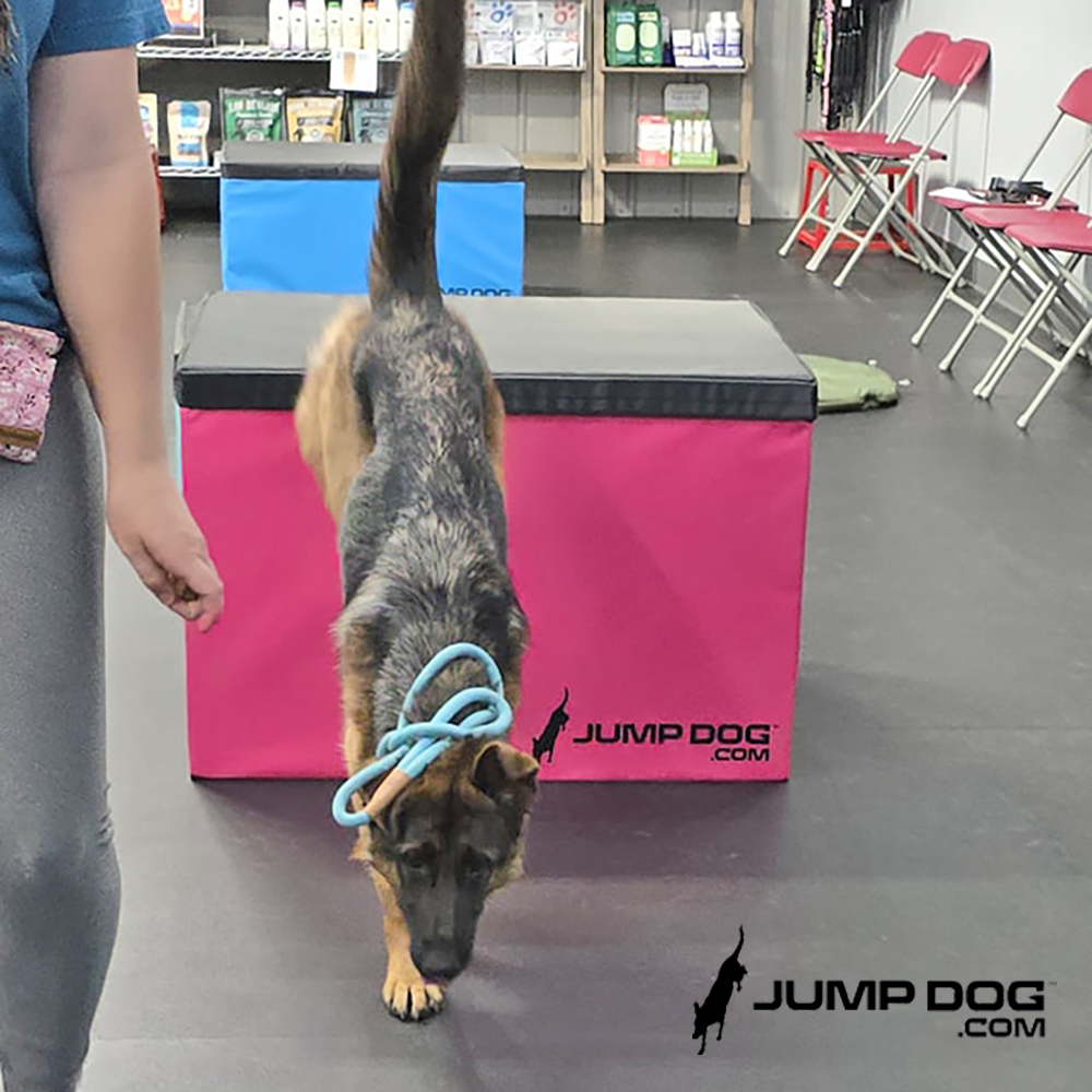 Jump Dog - Jump Training Agility Box Set - Image 13