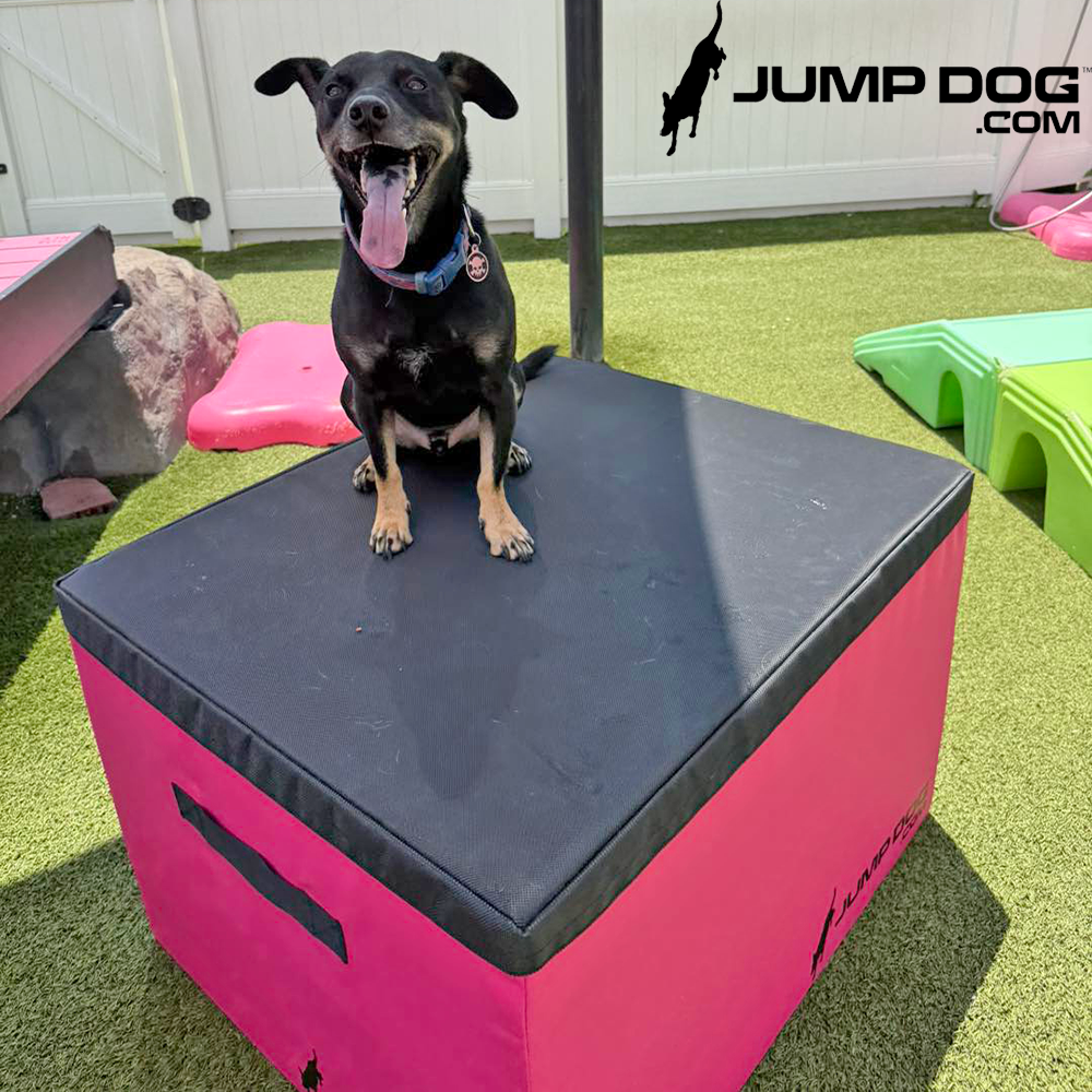 Jump Dog - Jump Training Agility Box Set - Image 12