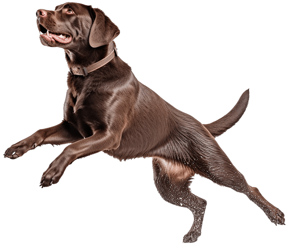 jumping-high-brown-chocolate-labrador-retriever-playing-white-studio