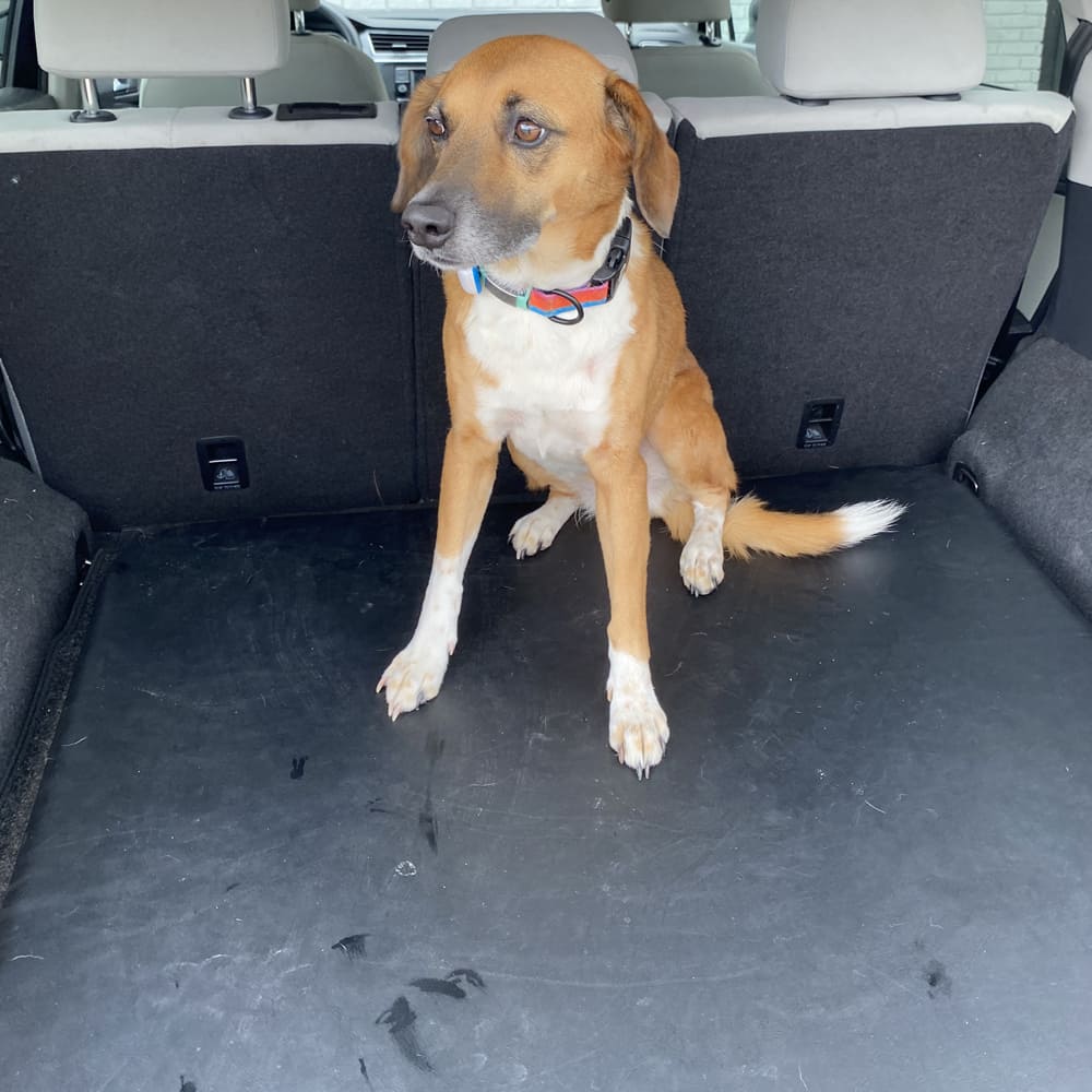 suv-pad3 - Jump Dog suv-pad3