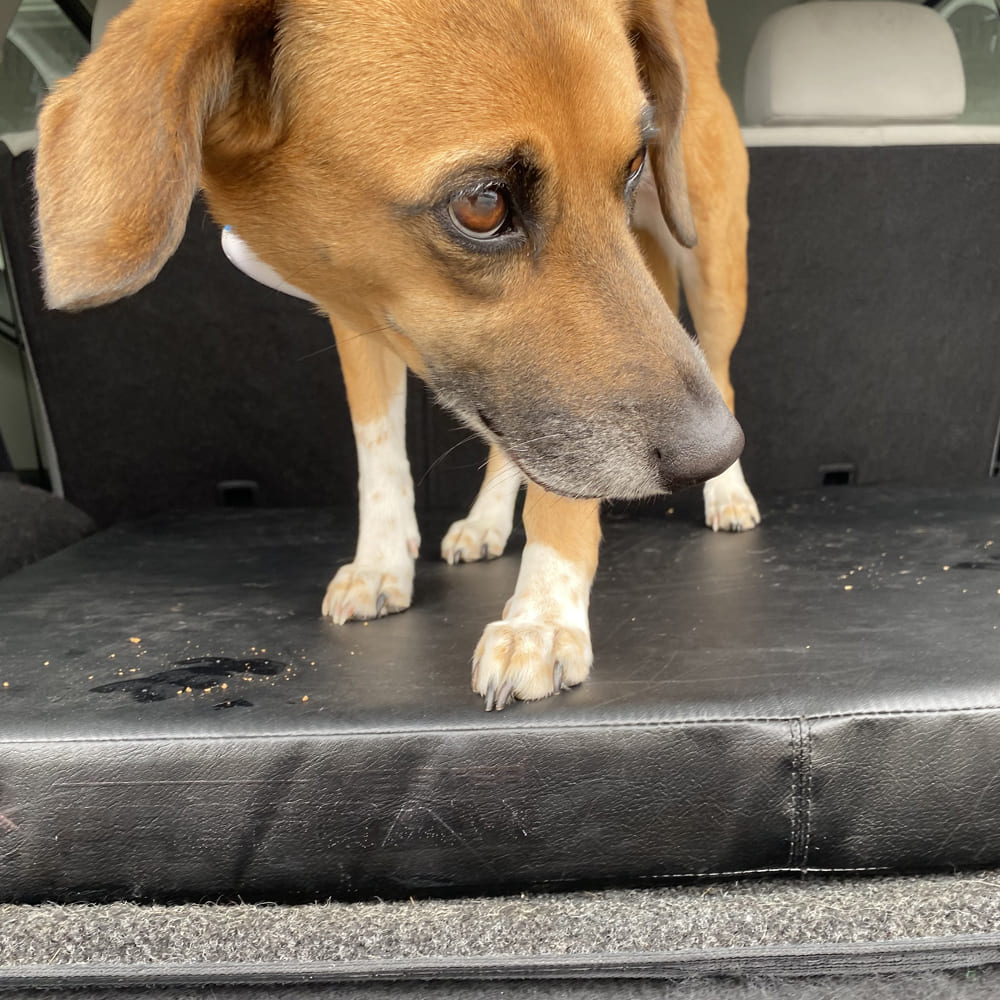 suv-pad4 - Jump Dog suv-pad4